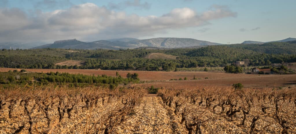 visite œnotourisme Rivesaltes