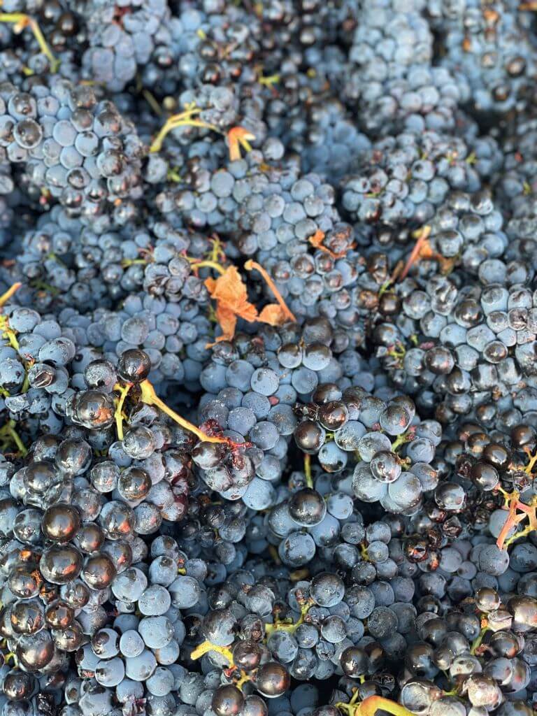 réception au domaine des grappes de raisin apres vendange