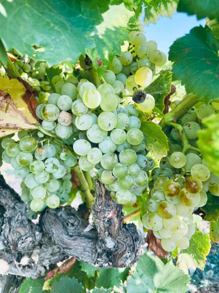 vinification vin blanc